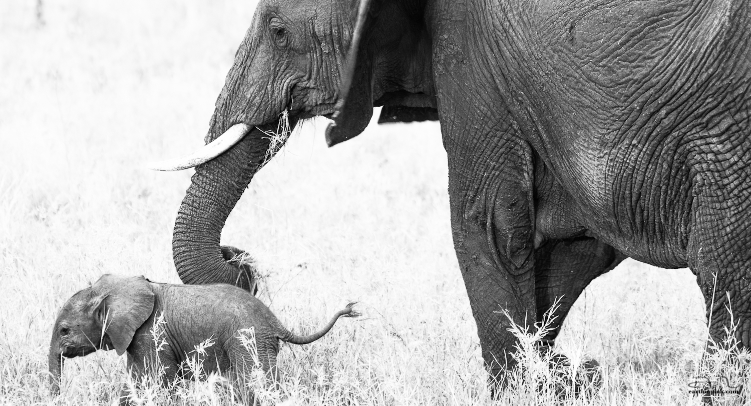 A 9-day old baby elephant learns how to tread through life at his mother's side.