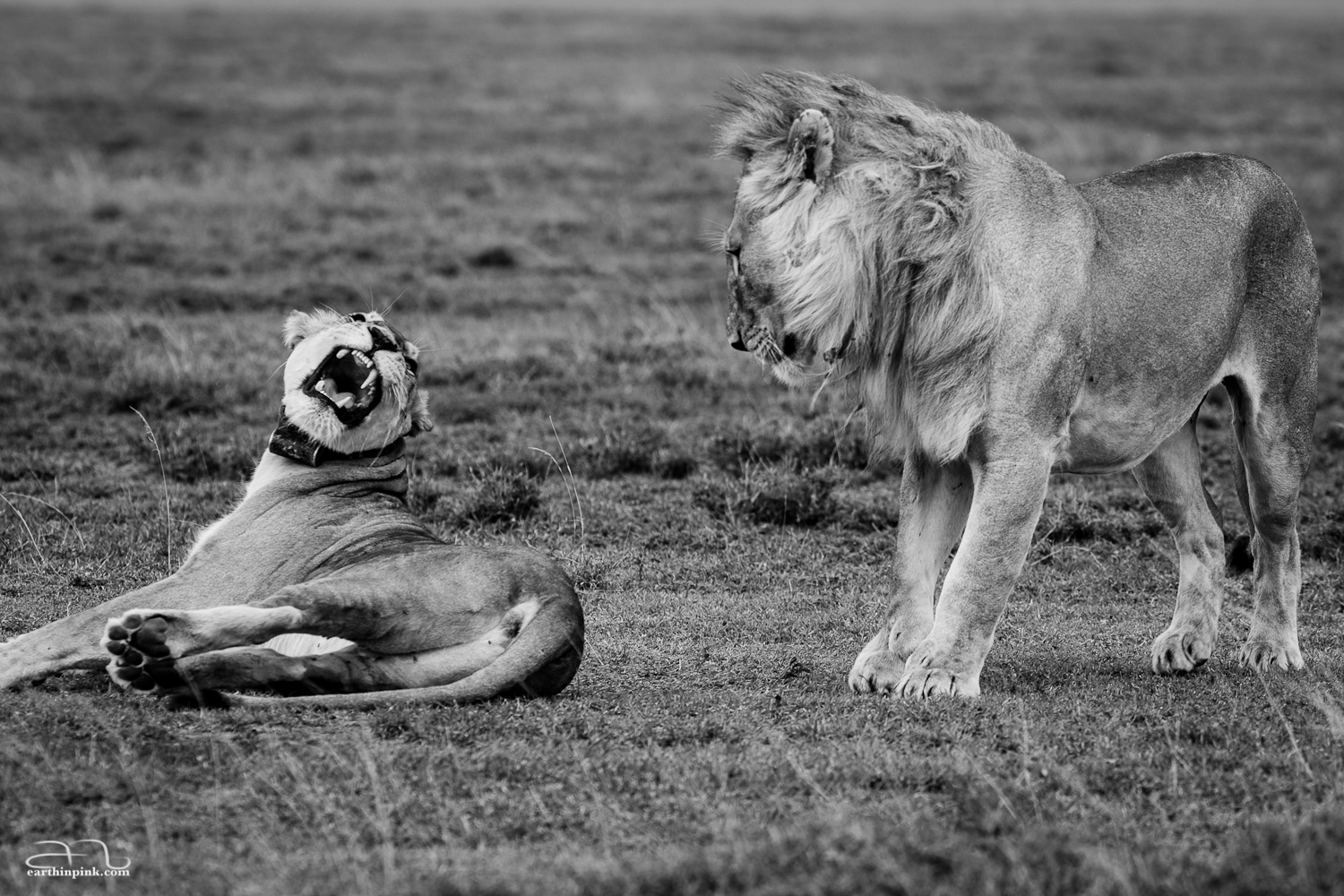 Lioness turns down male lion's advances near the entrance of Serengeti National Park, Tanzania