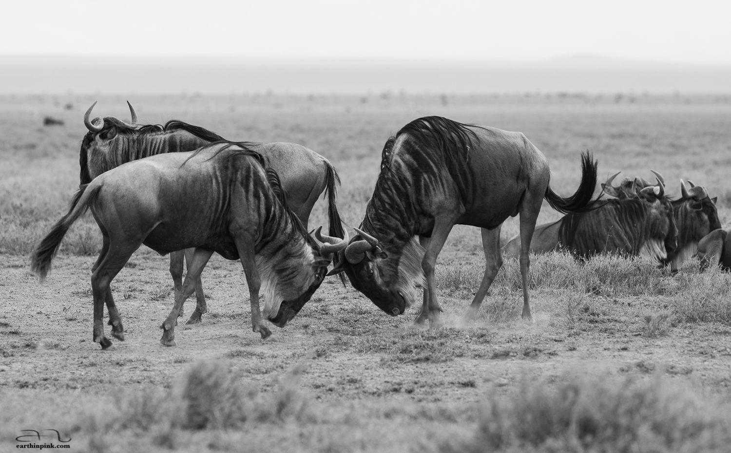Wildebeest cross horns in the Serengeti
