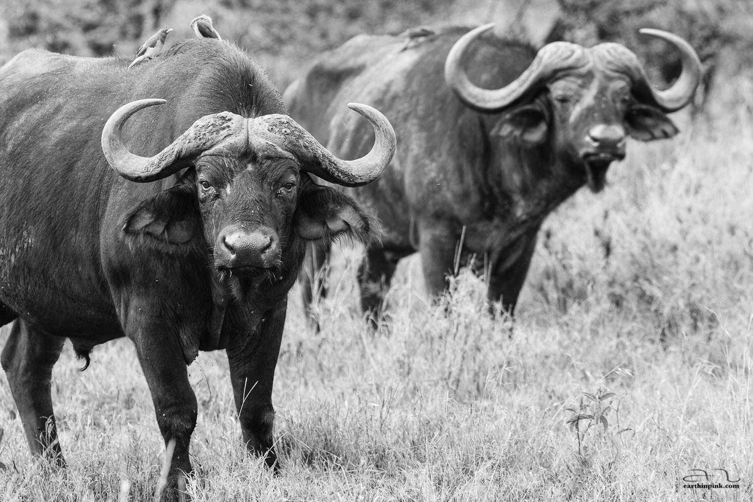 A buffalo is eyeing the camera suspiciously while two birds hitch a ride on its back.