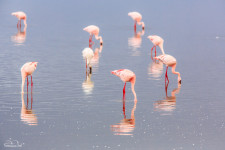 Flamingo reflections on a rainy day in Serengeti National Park, Tanzania