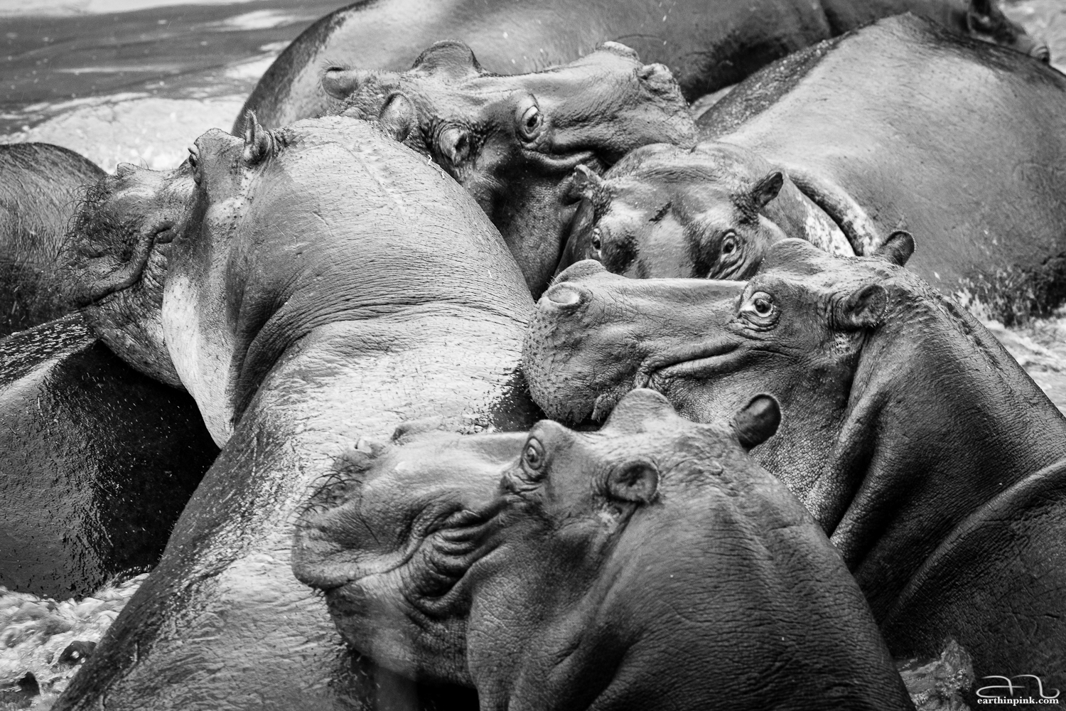 Hippos cuddle close to each other to help preserve body heat.