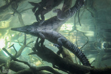 Photo of a crocodile in the San Diego Zoo.