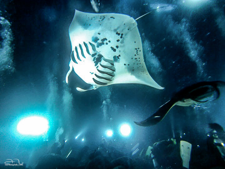 Night diving with the Pacific Manta Rays, Big Island of Hawaii