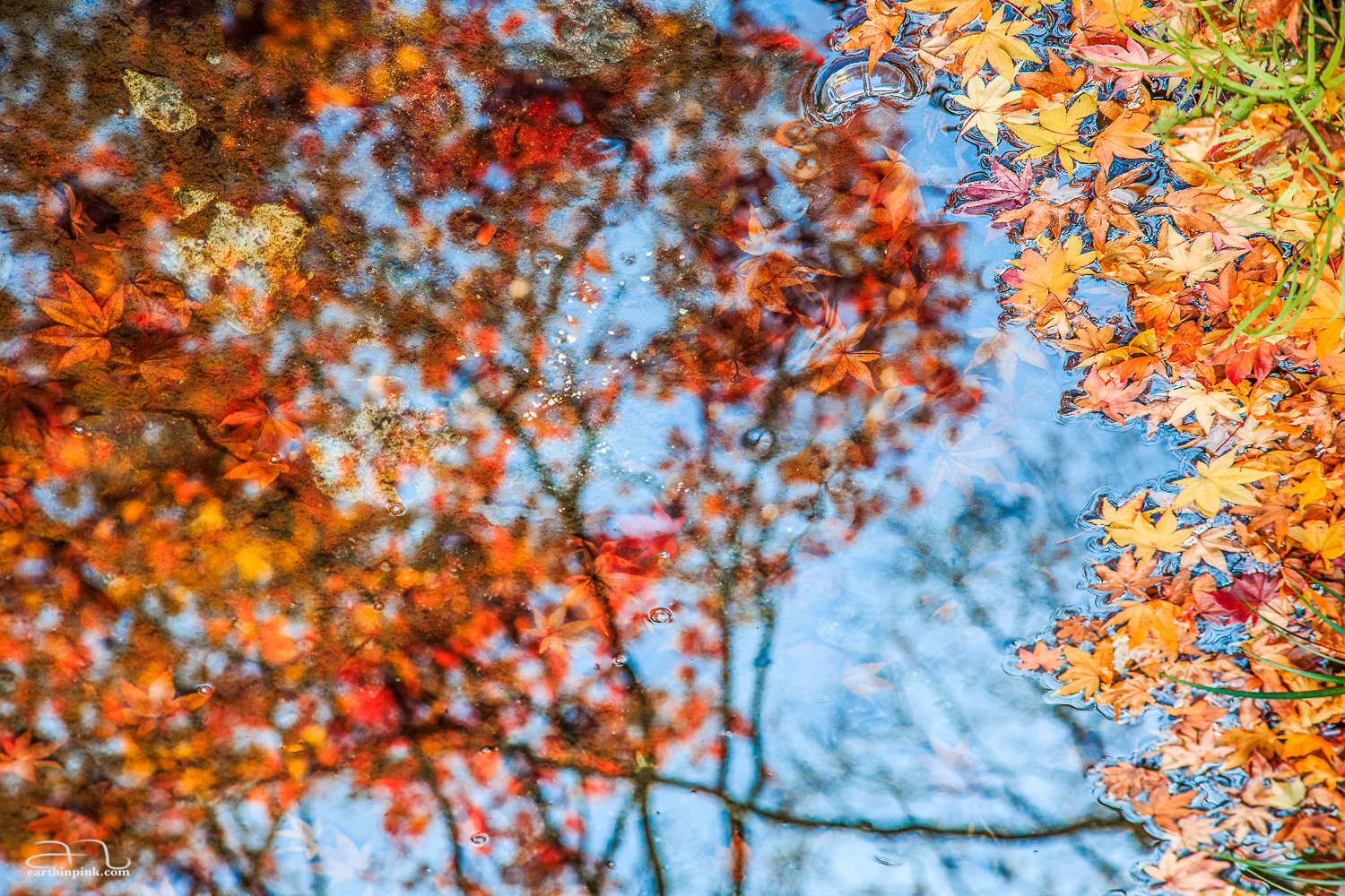 Some colorful maple-tree leaves are floating on the surface of a small stream, while others are submerged, and yet others from the tree above are reflected on the surface of the water.