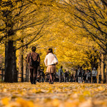 A couple enjoys strolling under the colorful canopy of a ginkgo alley in Showa Kinen Koen.