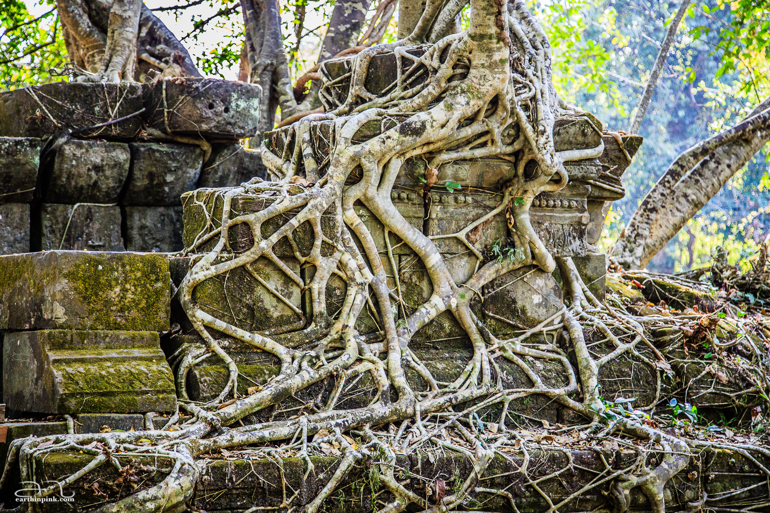 The jungle taking over the ruins of the Beng Mealea temple.