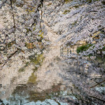 Layers upon layers of blossoms reflected on the pond of Inokashira Park in the sunrise light.