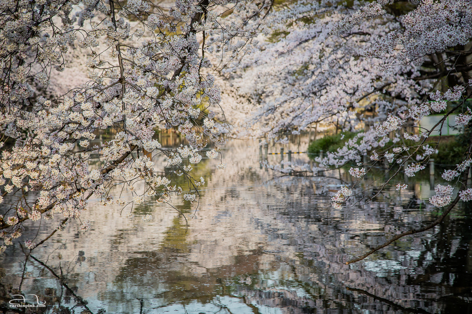 Layers upon layers of blossoms reflected on the pond of Inokashira Park in the sunrise light.