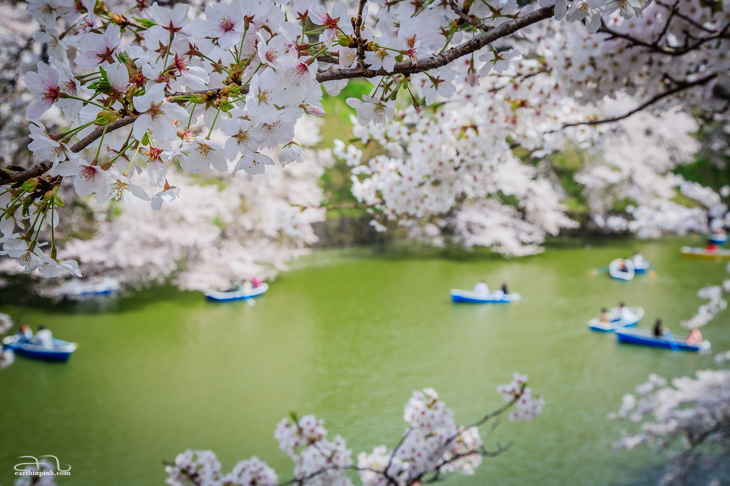 Rowing boats under the cherry trees that line the moat close to the Imperial Palace.