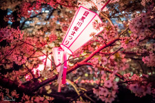 Lampions illuminate the flowers during the Nakameguro Sakura Festival.