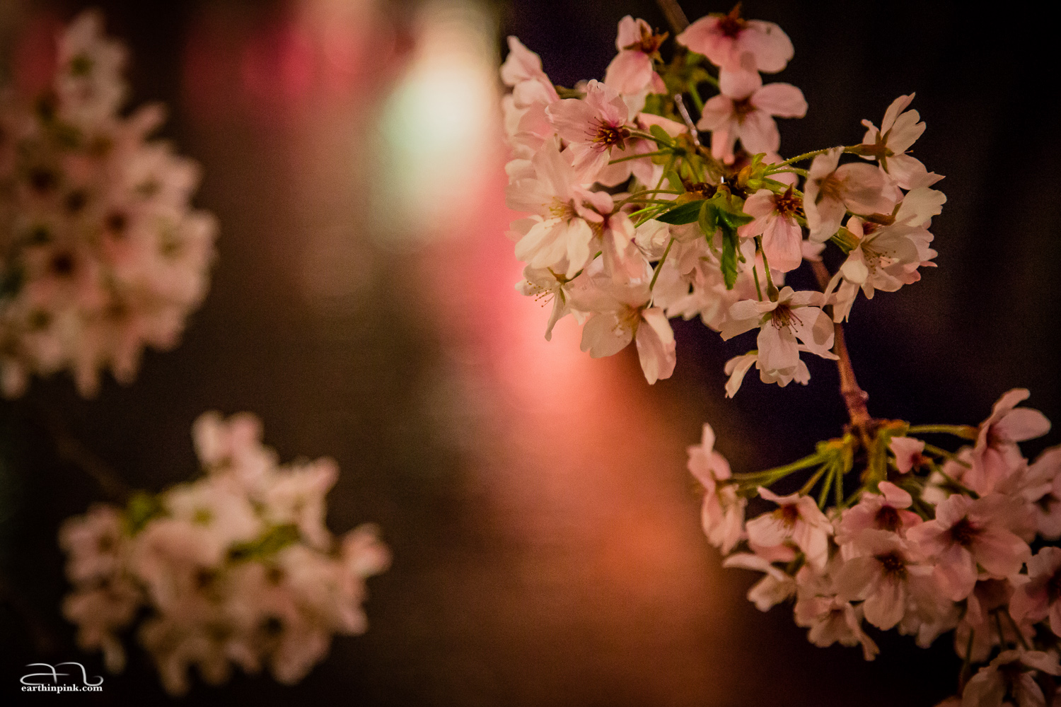 A close-up of a bouquet of cherry blossoms along the Nakameguro canal.