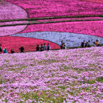 Astounding carpets of blooming ground phlox (know in Japanese as "shibazakura") at Hitsujiyama Park in Chichibu, Saitama prefecture.