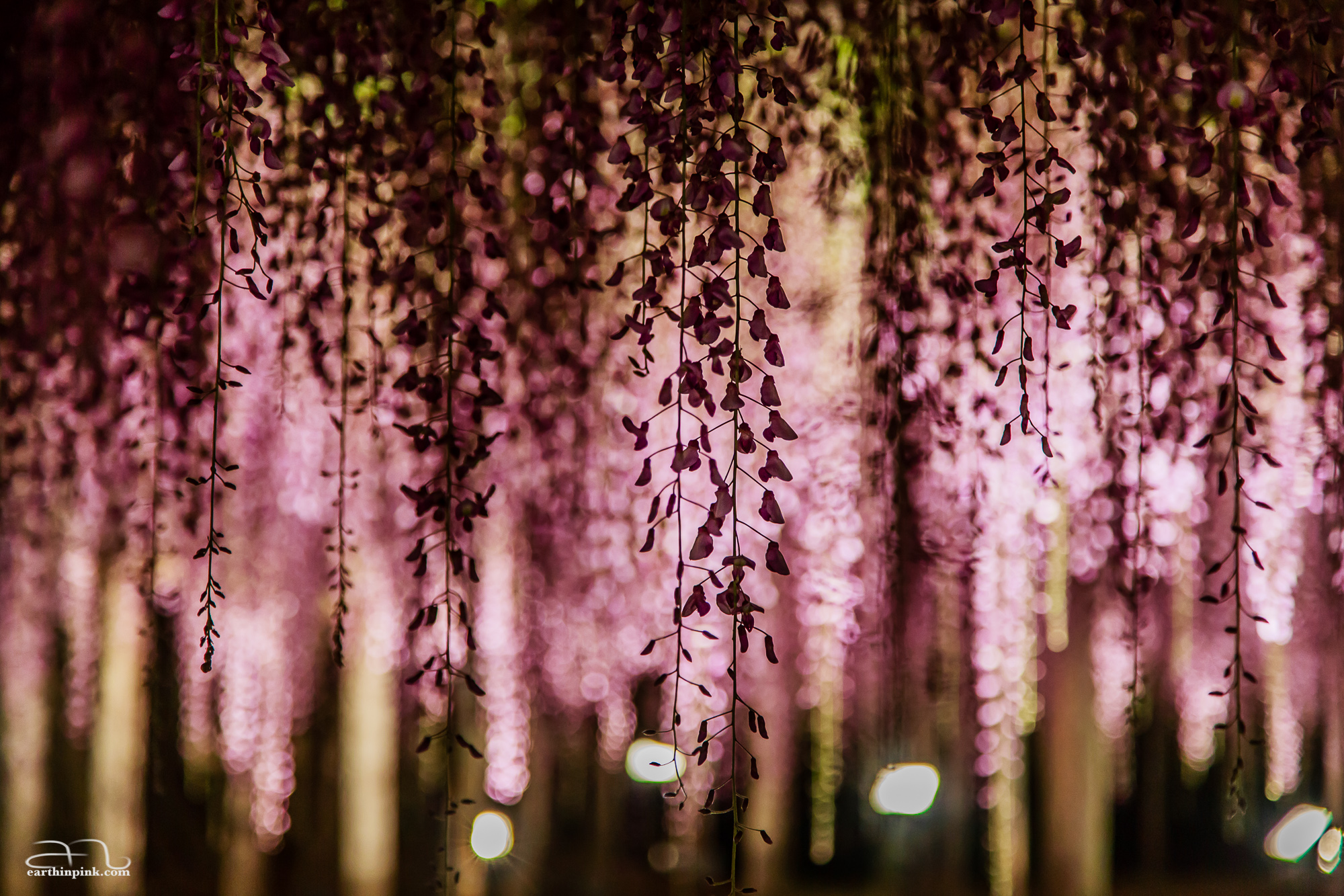 Night illumination of one of the giant wisteria trees at Ashikaga Flower Park.