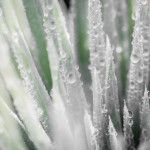 Aurora's first attempts at macro photography: a silversword (an endemic, rare plant on Haleakala) covered in morning dew.