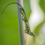 Aurora's first attempts at macro photography: an anole lizard in Karim's back-yard. With many thanks to Karim for lending us his macro lens and for the tips about how to focus it.