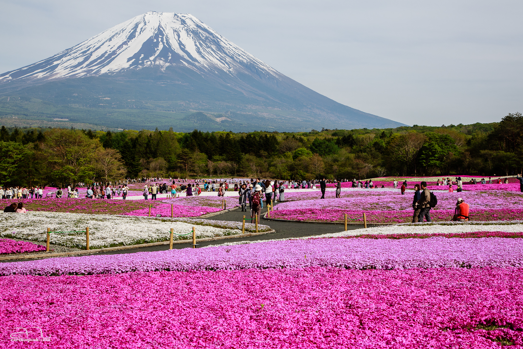 Few things are as representative of Japan as the iconic silhouette of Fuji-san rising above an endless carpet of pink ground moss flowers at the Fuji Shibazakura Festival.
