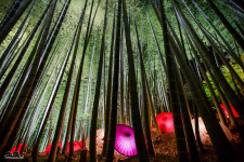 Illuminated umbrellas scattered throughout the bamboo forest at Kodaiji temple.
