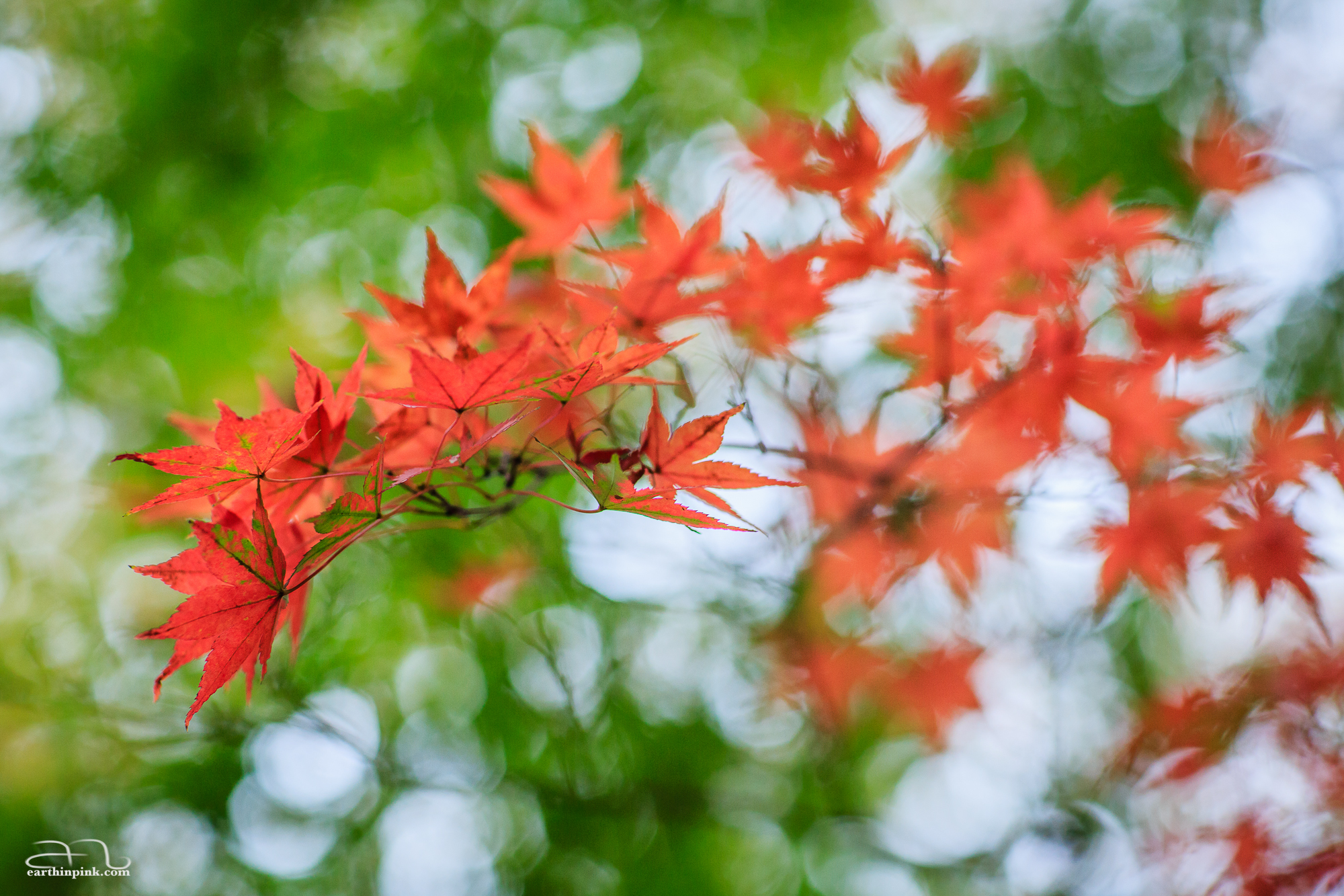 A single branch of a maple tree in Tokyo's Yoyogi park has already turned red, while the rest of the tree still sports its summer coat of green.