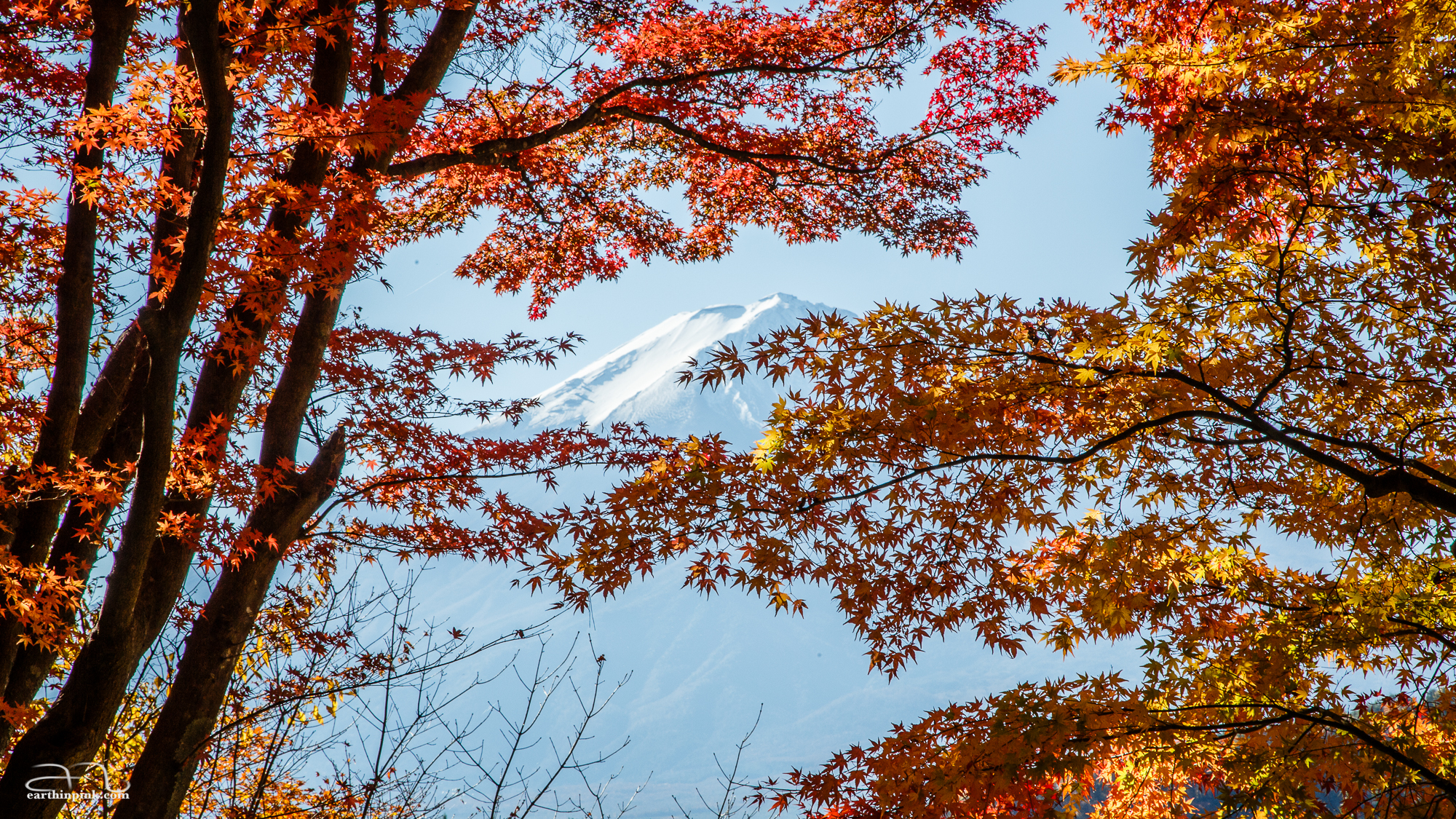 The snowy cap of Mt. Fuji hidden behind the colourful leaves of the maple tunnel along the northern shores of Lake Kawaguchiko.