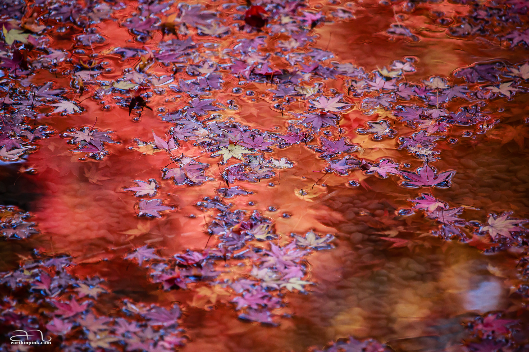 A zoomed-in view of a pond at the Hogonin temple in Arashiyama shows fallen leaves floating on the surface, while the water reflects an image of the red maple trees above in the late afternoon light.