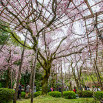 Weeping cherry trees in the gardens of Heian Shrine
