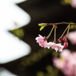 Close-up of cherry blossoms in front of the pagoda at Daigoji Temple.