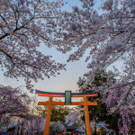 The torii gate at the entrance of Hirano shrine, surrounded by cherry blossoms.