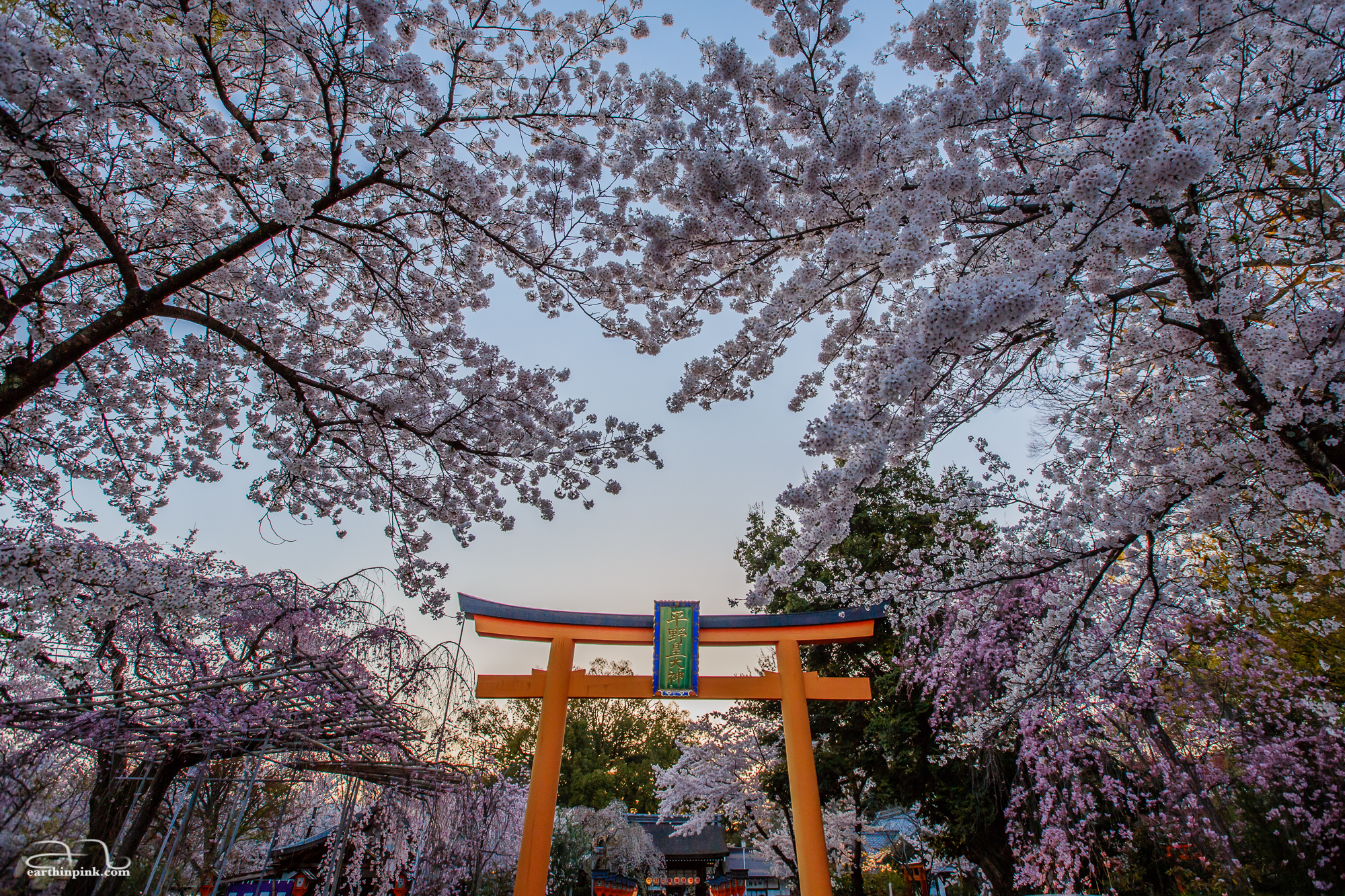The torii gate at the entrance of Hirano shrine, surrounded by cherry blossoms.
