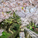 A walk along the famous Philosopher's Path in Kyoto