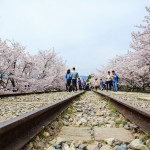 Abandoned railroad tracks at Keage Incline, flanked on both sides by cherry trees.
