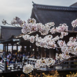 Branches of a cherry tree in front of the main building at Kiyomizu-dera.