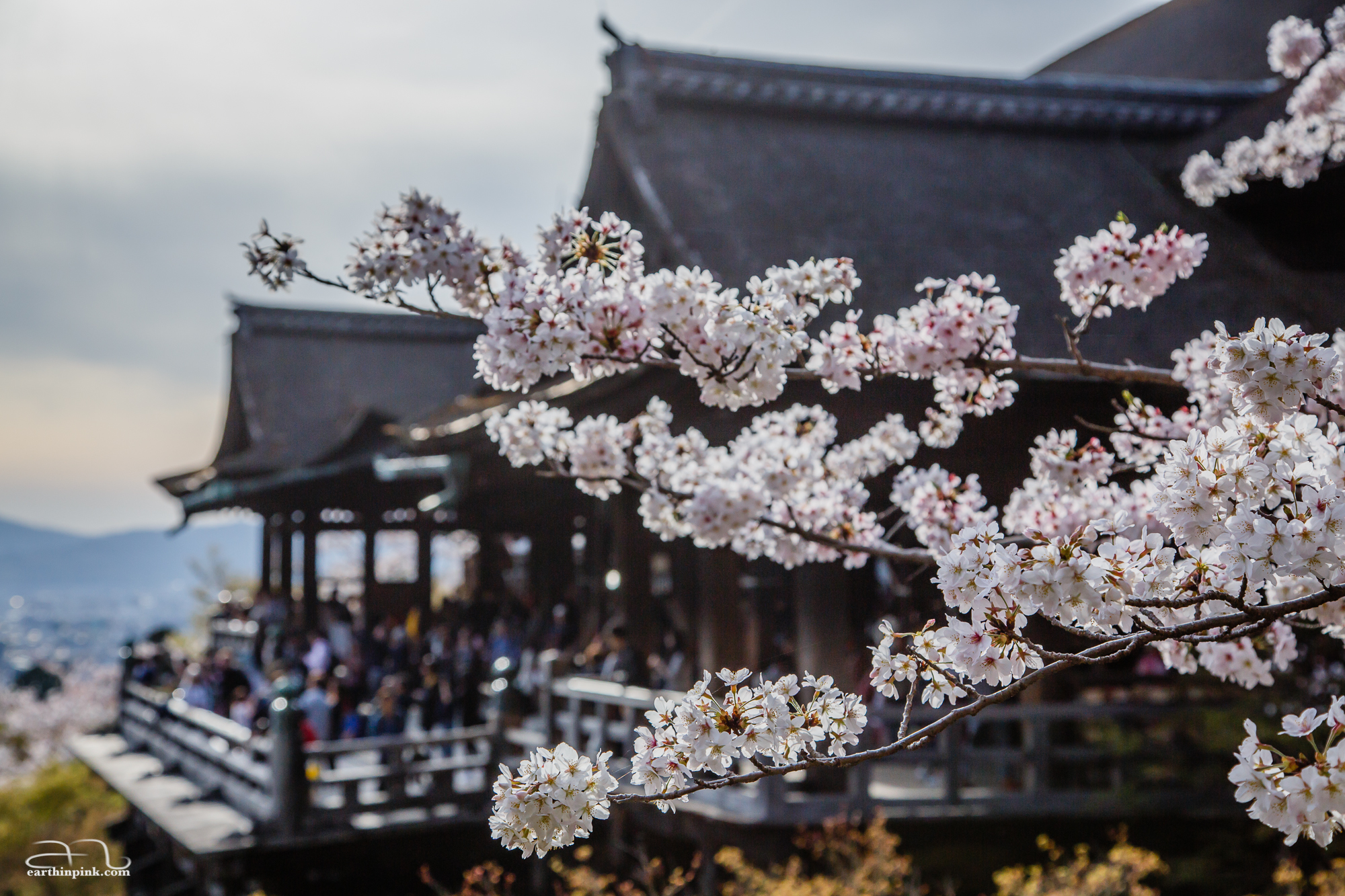 Branches of a cherry tree in front of the main building at Kiyomizu-dera.