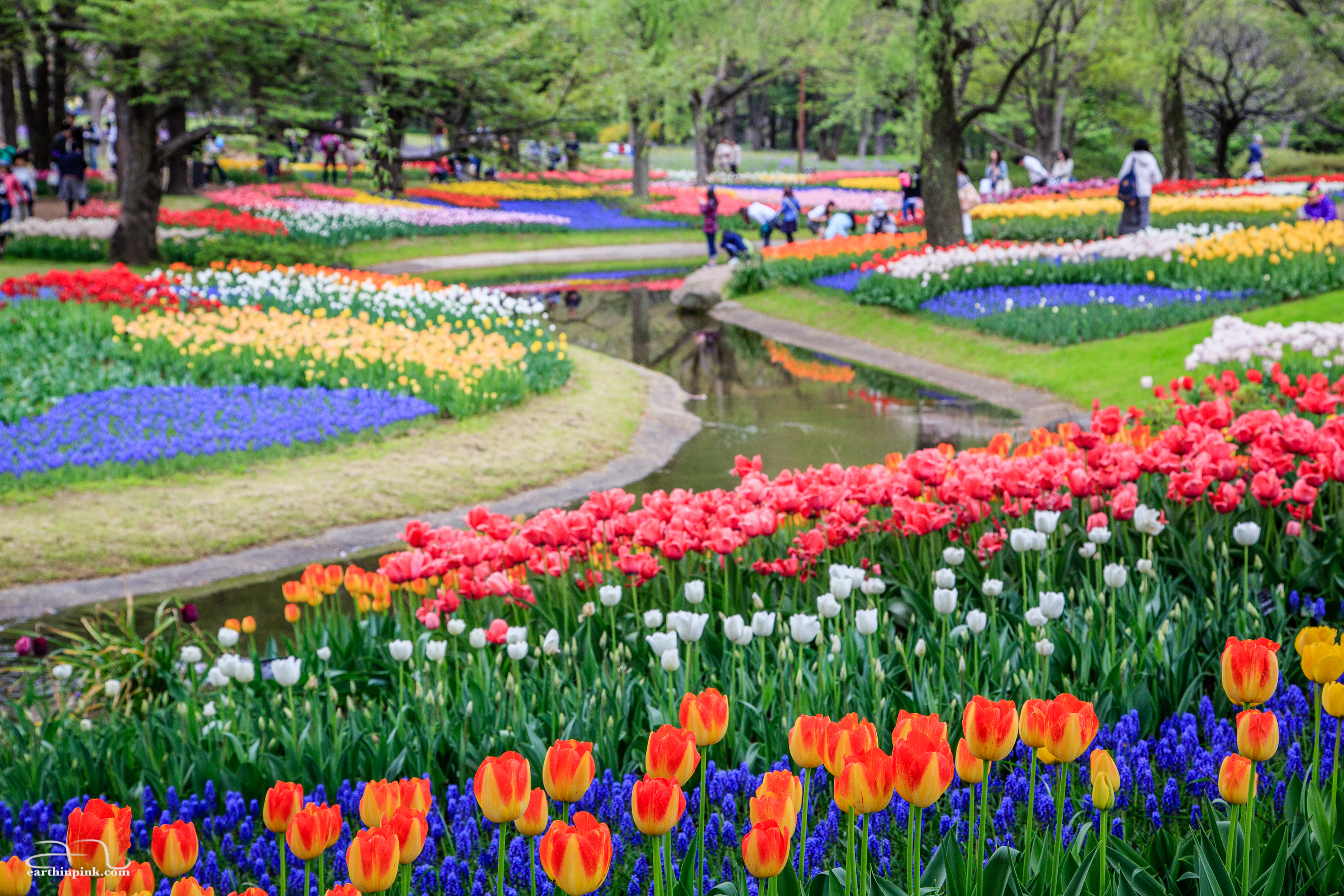 Fields of tulips in Showa Kinen park,  Tachikawa (Tokyo Prefecture).