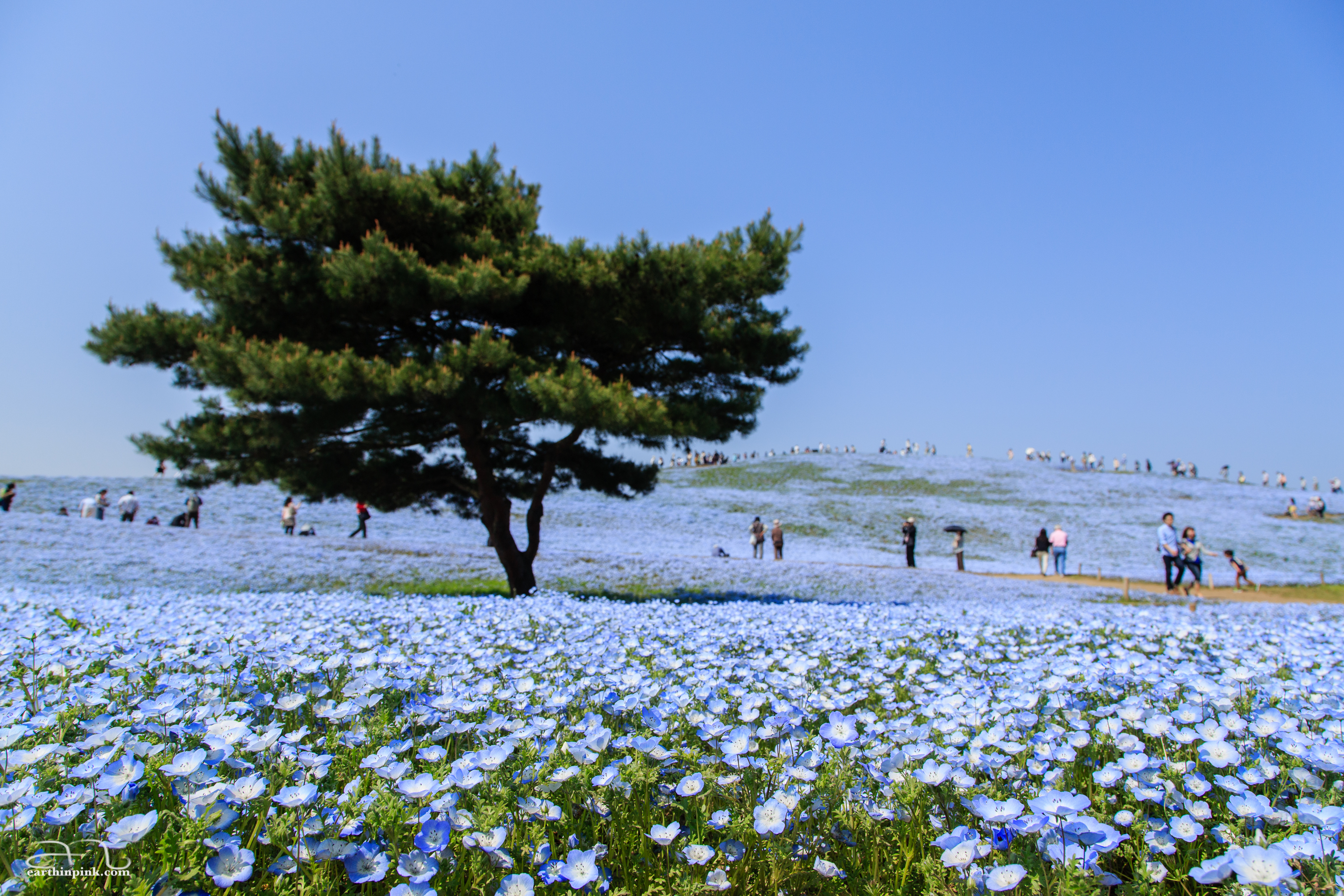 A lonely tree surrounded by a sea of baby blue eyes at Hitachi Seaside park, Ibaraki Prefecture.