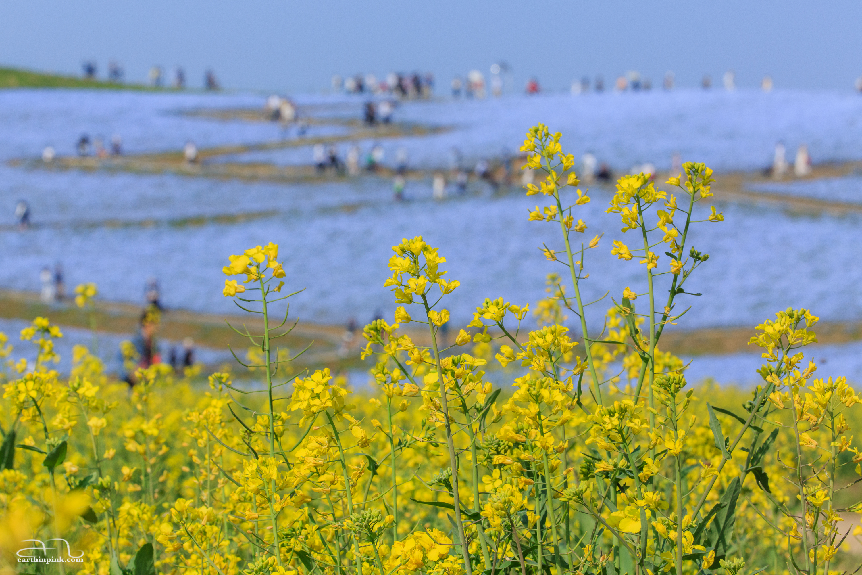 Yellow rapeseed flowers against the blue hill covered in nemophila blossoms at Hitachi Seaside park, Ibaraki Prefecture.