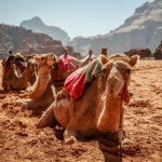 Portrait of a camel in the Wadi Rum desert