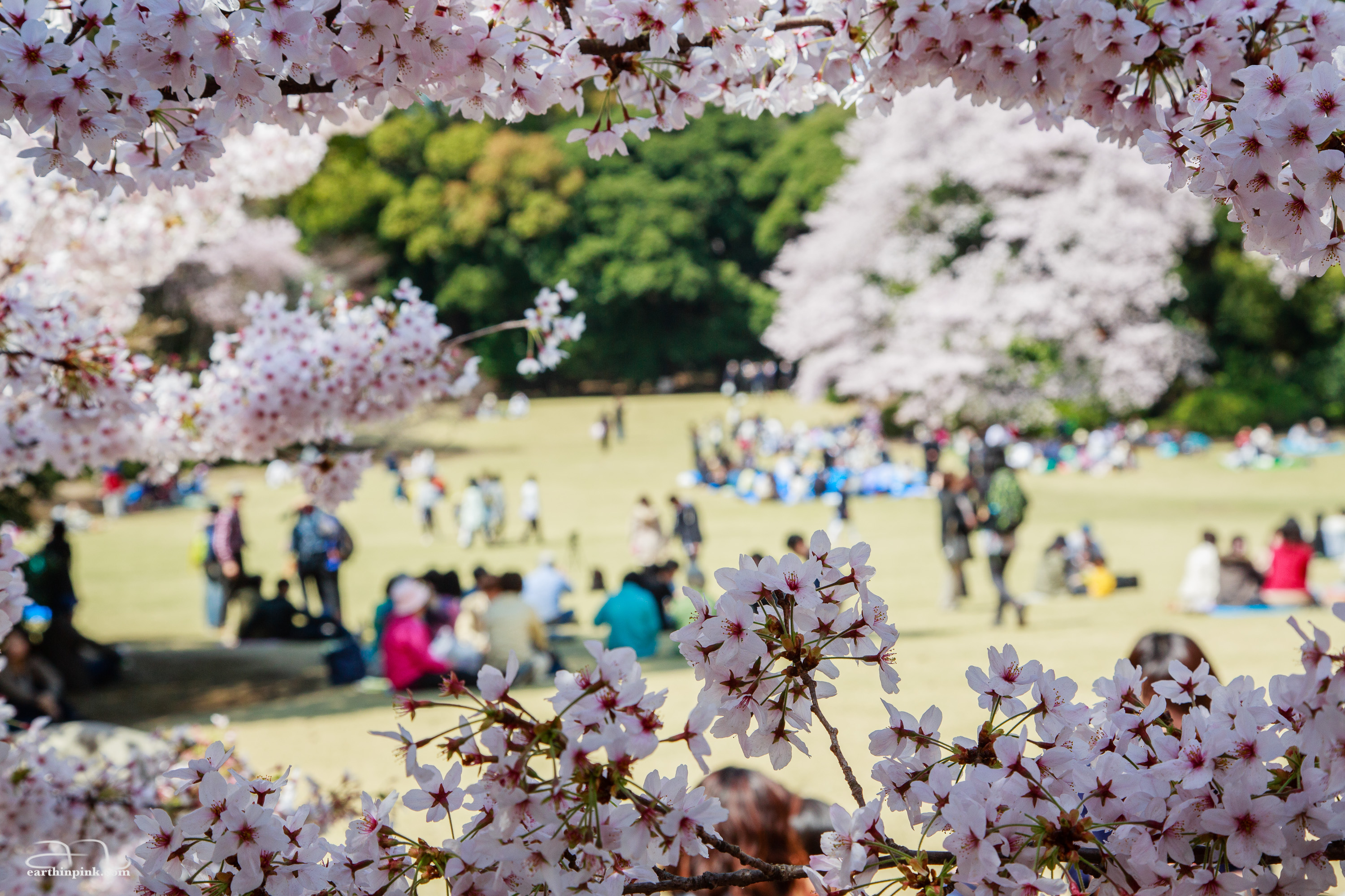 People enjoying the traditional hanami (picnicking under the cherry trees) in Shinjuku Gyoen