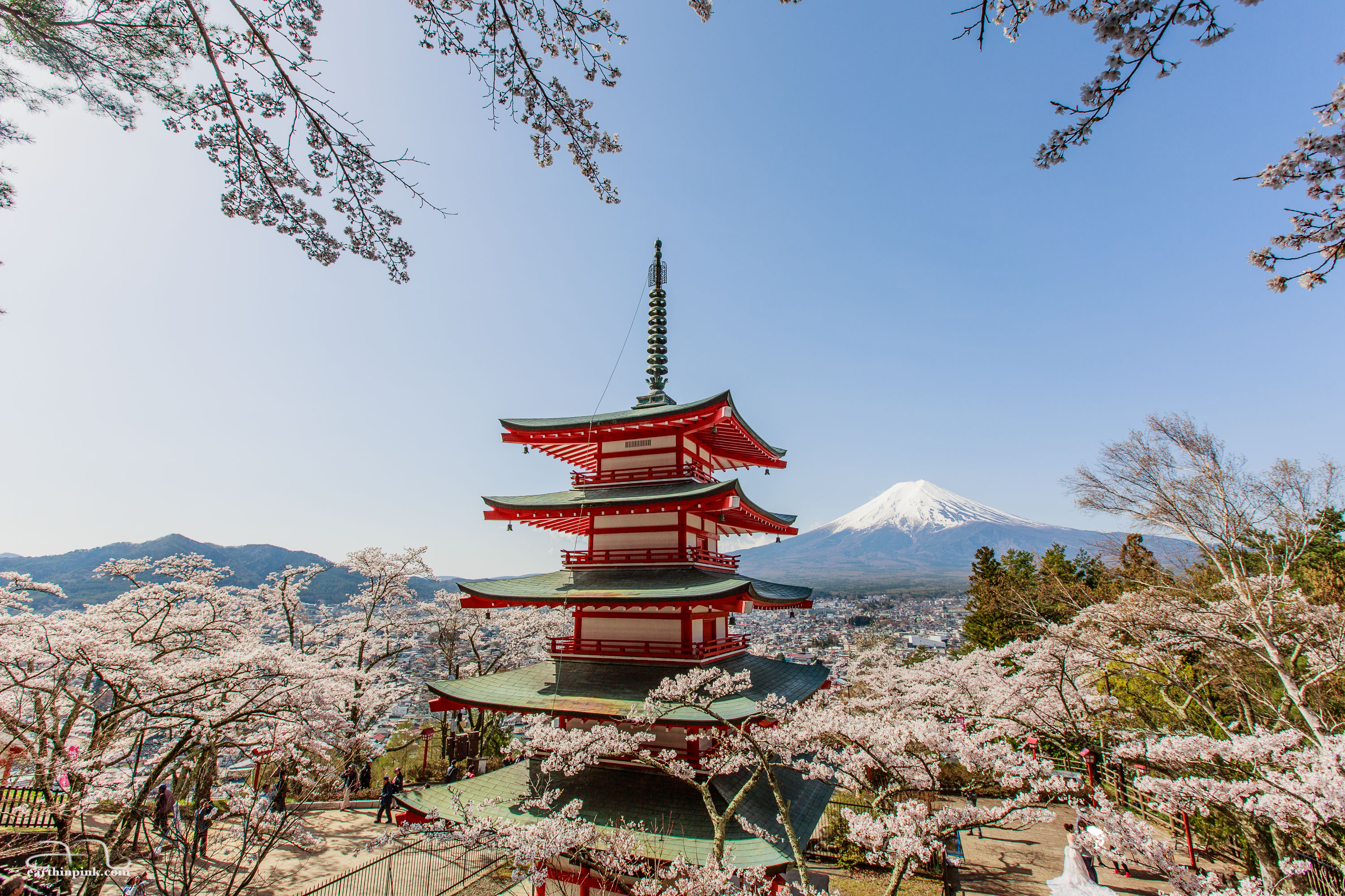 Chureito pagoda and cherry blossoms against the backdrop of majestic Mount Fuji