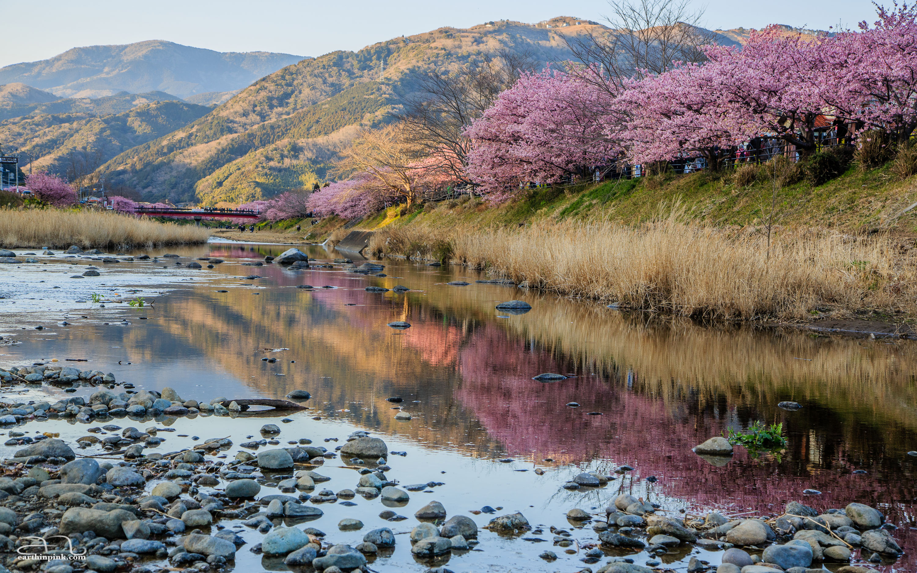 Early blooming Kawazu-zakura trees along the river at sunset. If you're in Tokyo too early for the usual sakura viewing season, consider a day trip to Izu!